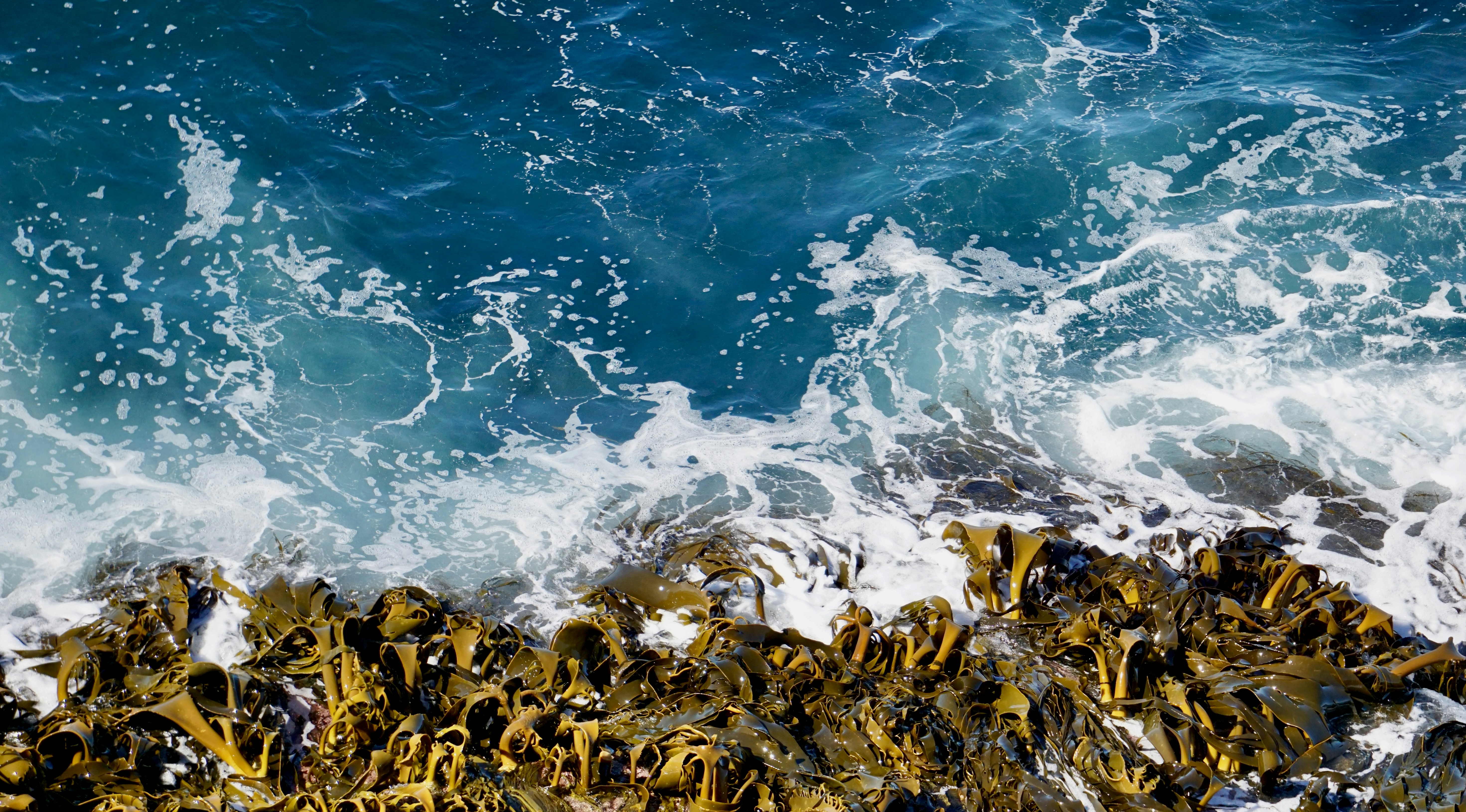 From Sustaining to Restoring: The Case for a Regenerative Blue Economy